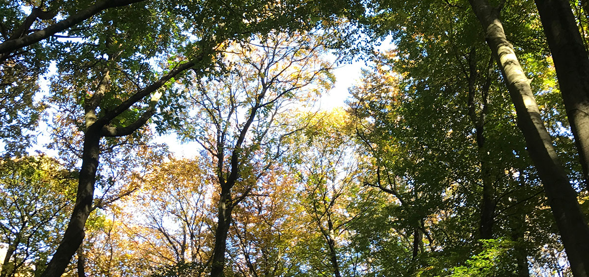 Herfstfoto van een bomendek
